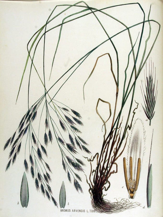 Field brome in full growth on a sunny field, with soft swaying seed heads in the breeze