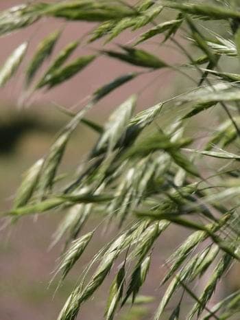 Bromus bromoideus grass plant