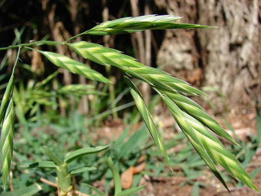 Rescuegrass (Bromus catharticus)-Grasart mit schlanken Blättern und Rispen
