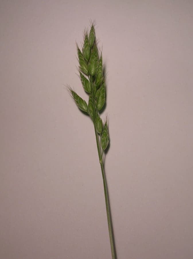 Hairy Chess (Bromus commutatus)-Grasart mit schlanken Blättern und Rispen