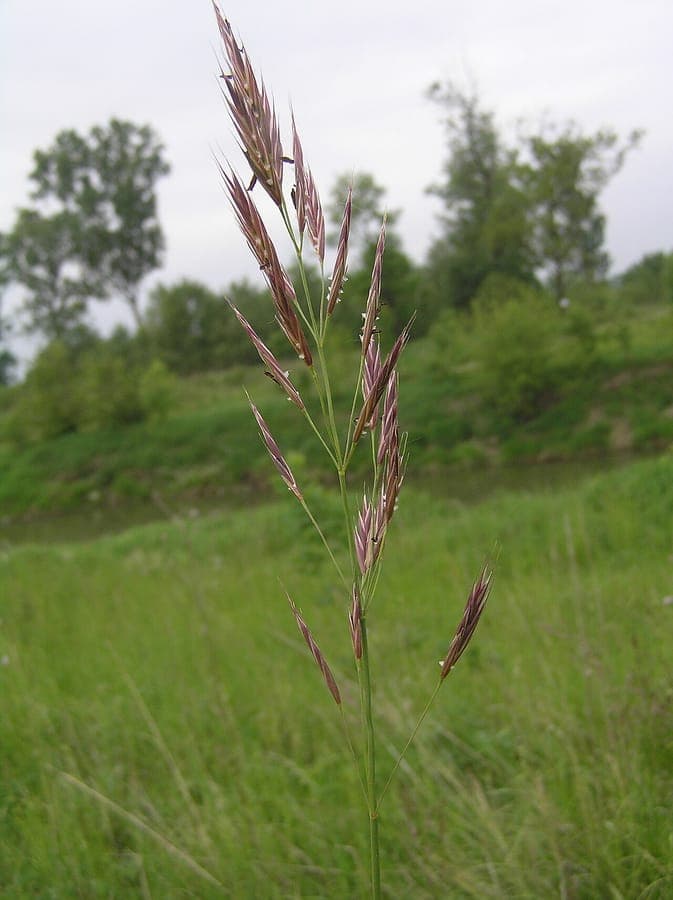 Aufrechte Trespe in voller Blüte auf einer sonnigen Wiese mit goldenen Ähren, die im Wind schwanken
