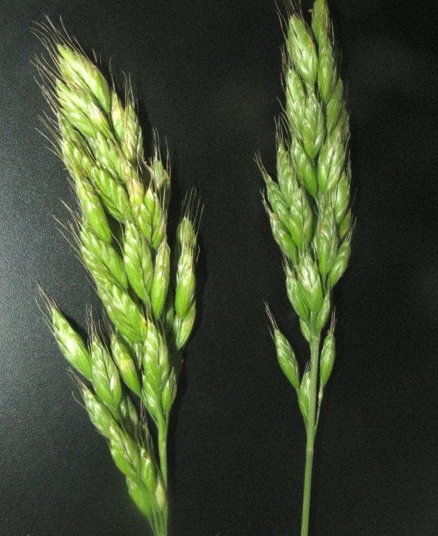 Prachtige bloeiende pluimen van Bromus grossus