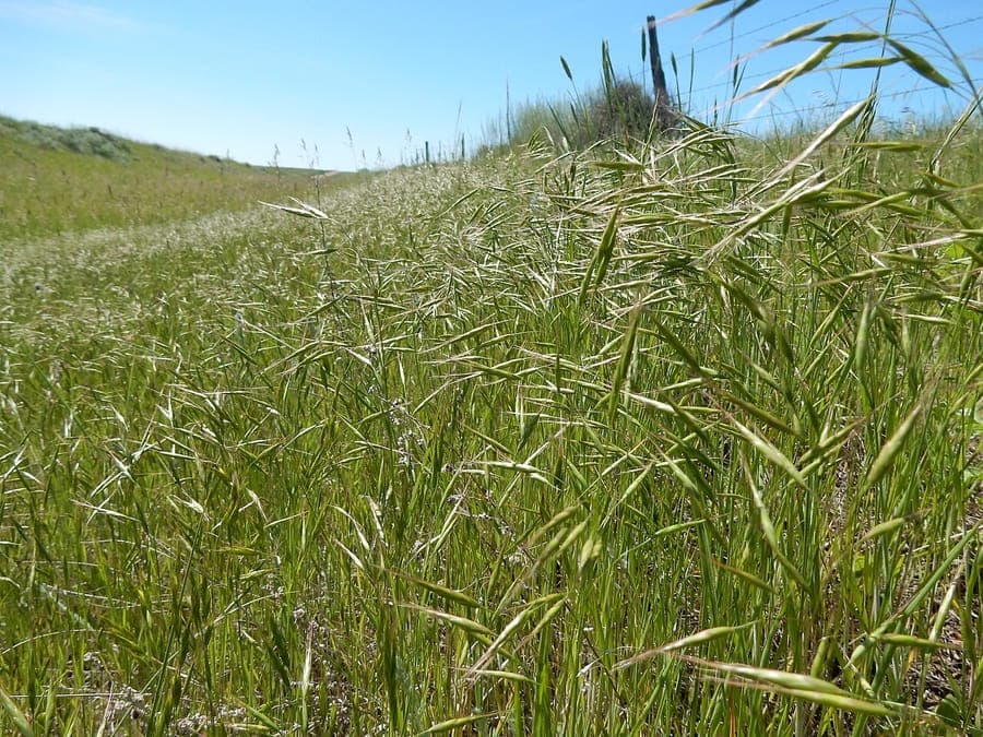 Fines pannicules plumeuses du Bromus japonicus en floraison estivale