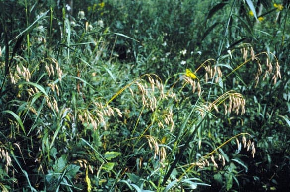 Bromus kalmii with fine green stems and nodding spikelets in a prairie planting