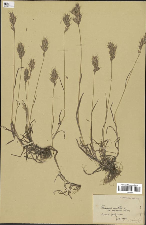 Slender soft brome (Bromus lepidus) ornamental grass