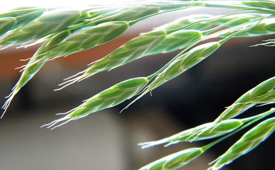 Smooth brome in full bloom on a sunny meadow site