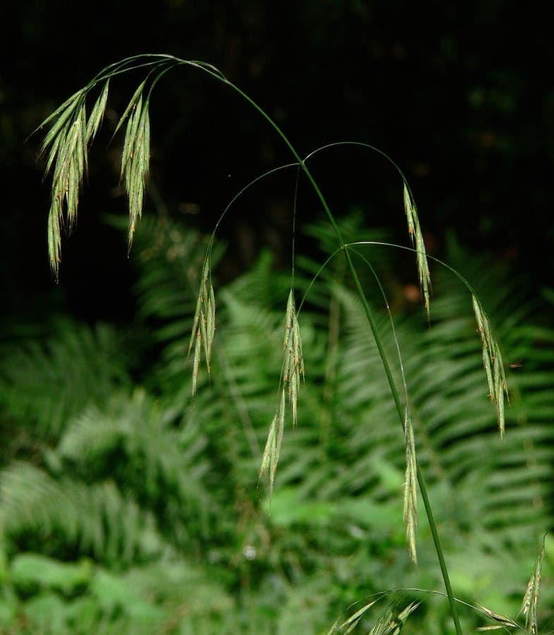 Hairy brome in full bloom along a woodland edge in late spring