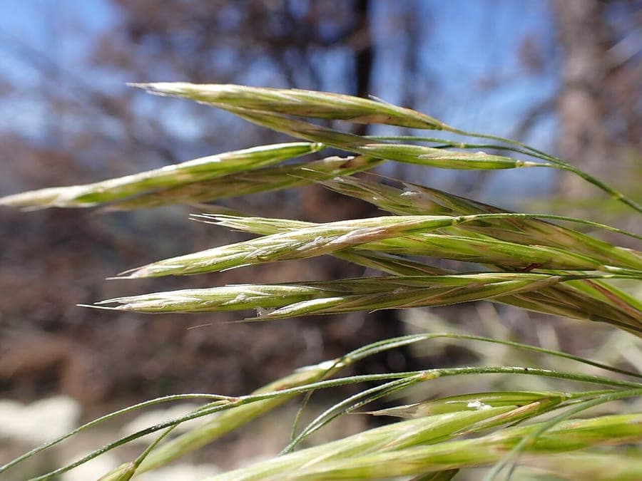 Bromus riparius meadow brome with flowering panicles