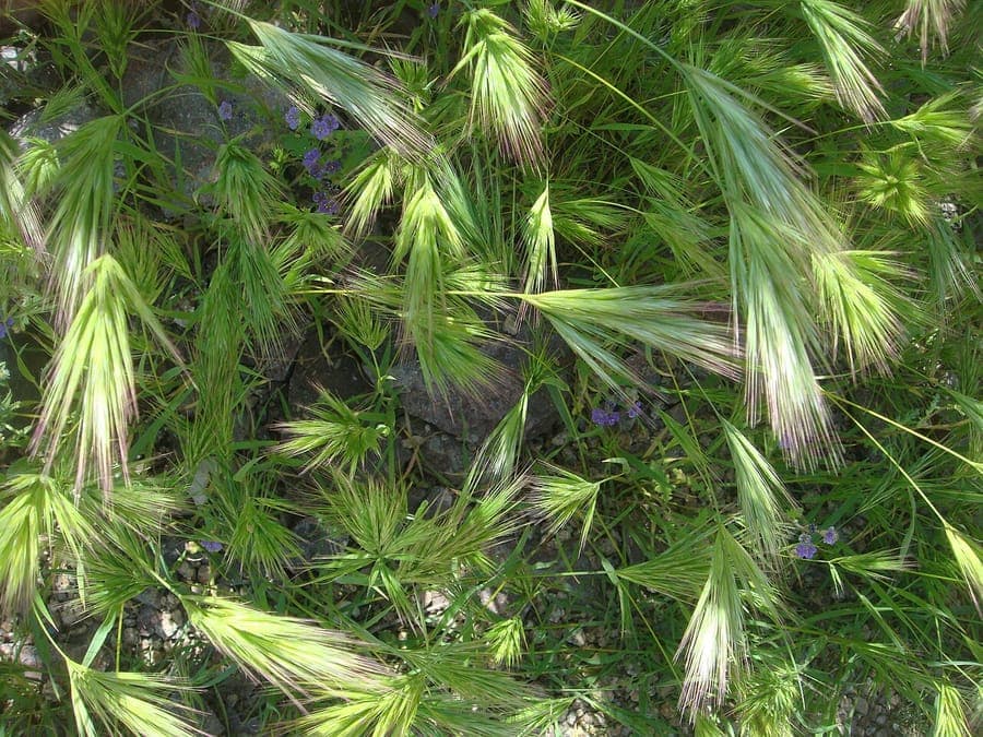 Bromus rubens plant with characteristic reddish, foxtail-like panicles