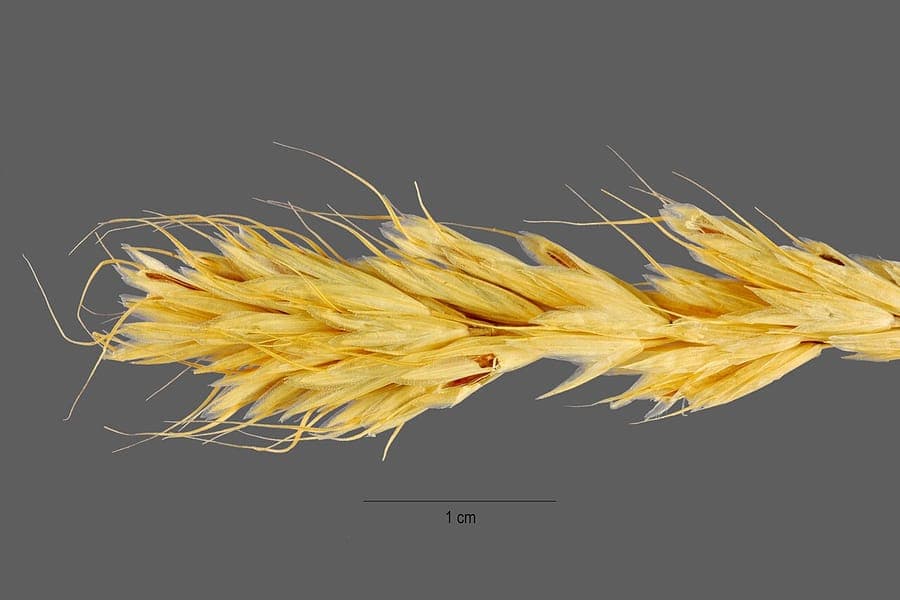 Bromus scoparius mit eleganten braunen Samenpanikulen und feiner Textur
