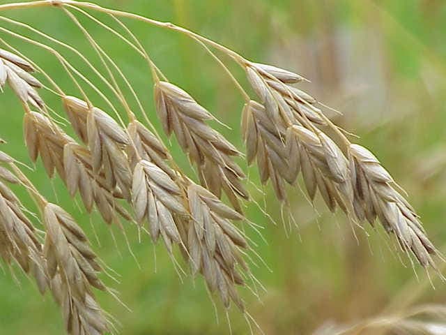 Cheat (Bromus secalinus) in full bloom on a sunny field in late spring