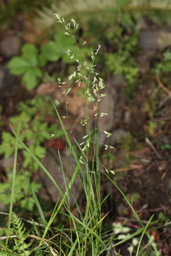 Alaska brome grass with delicate flower heads and green foliage