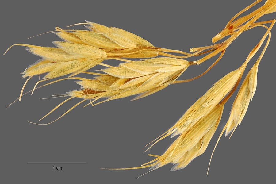 Bromus squarrosus plant with characteristic angular, spreading panicles