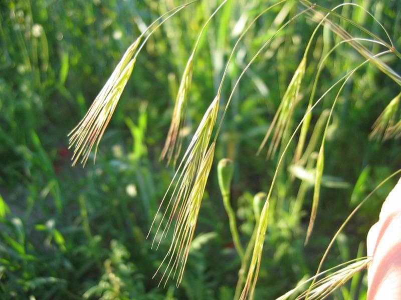 Barren brome in full growth in a lightly shaded garden area