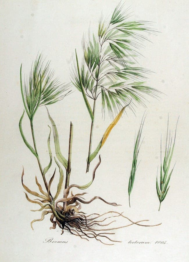 June Grass (Bromus tectorum)-Grasart mit schlanken Blättern und Rispen