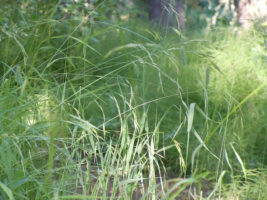 Columbia brome (Bromus vulgaris) with elegant seed heads in a woodland setting