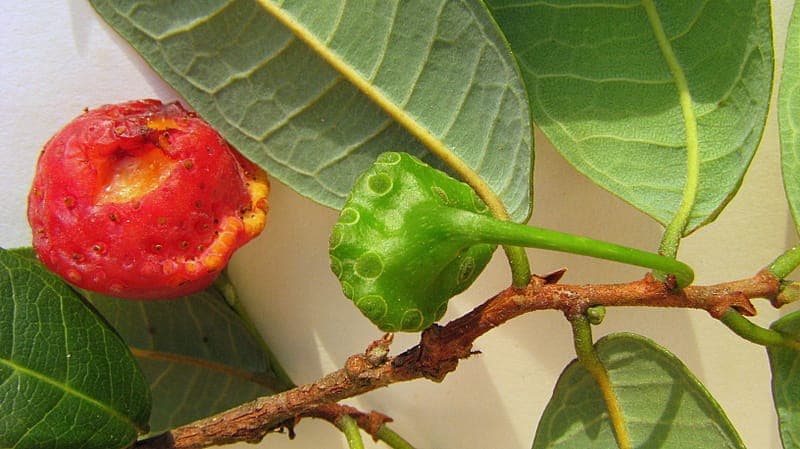 Brosimum-guianense-Baum mit beeindruckendem Laub