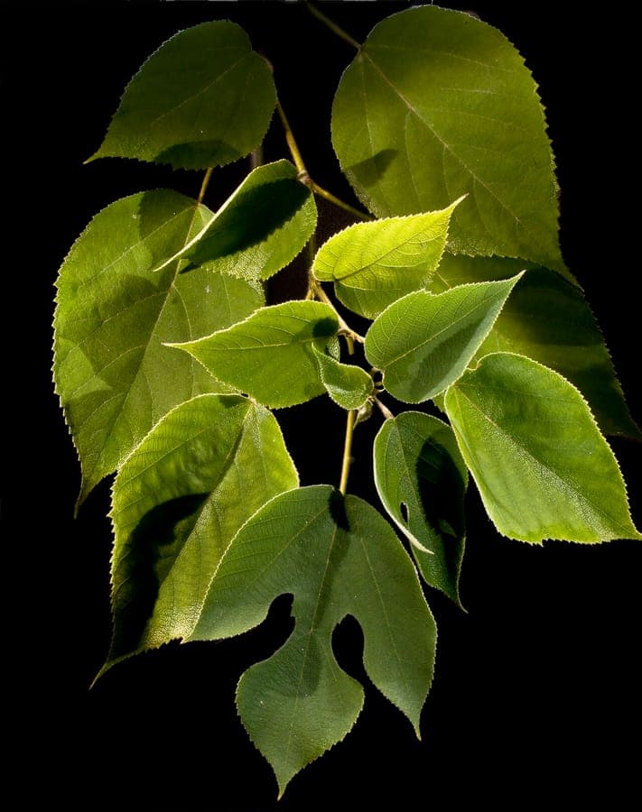 Broussonetia papyrifera Papierfeigenbaum Blätter und Form