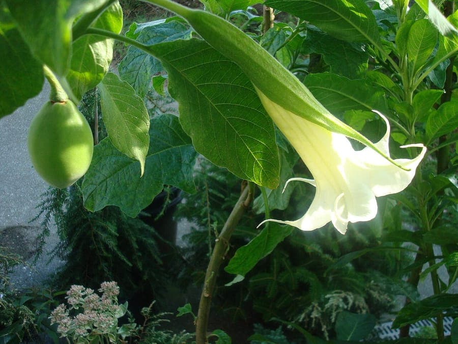 Brugmansia arborea witte Engelstoompet met buisvormige witte bloemen