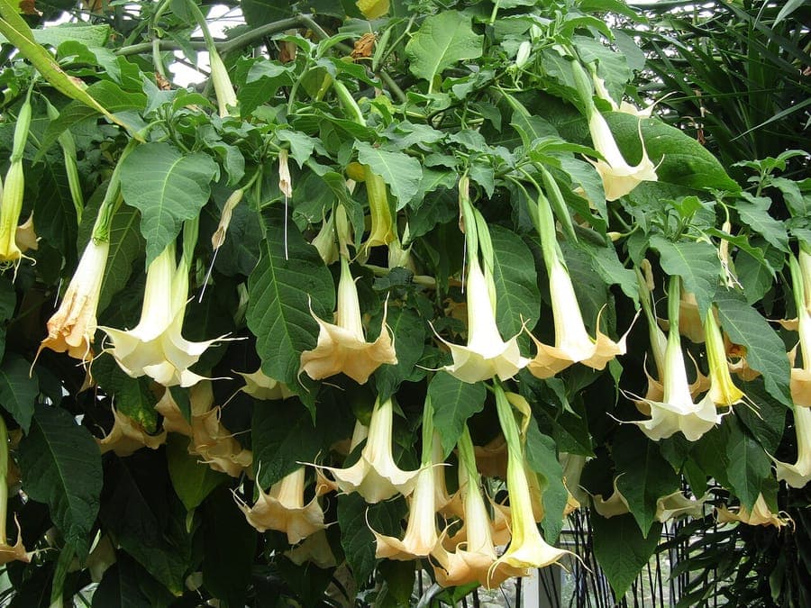 Plante Brugmansia suaveolens avec grandes fleurs trompettes blanches-roses pendantes