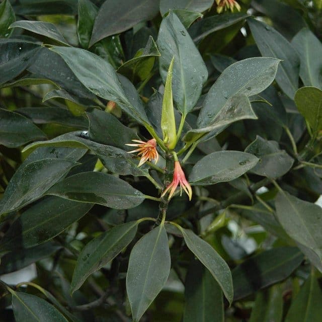 Bruguiera gymnorhiza mangrove with distinctive arched prop roots