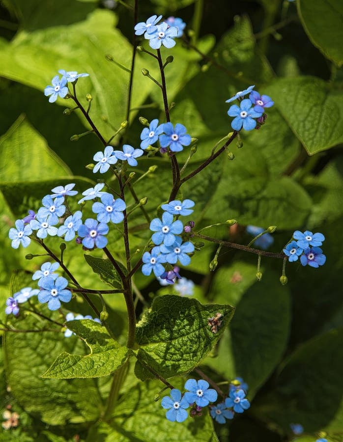 Brunnera macrophylla with blue flowers and heart-shaped leaves in dappled shade