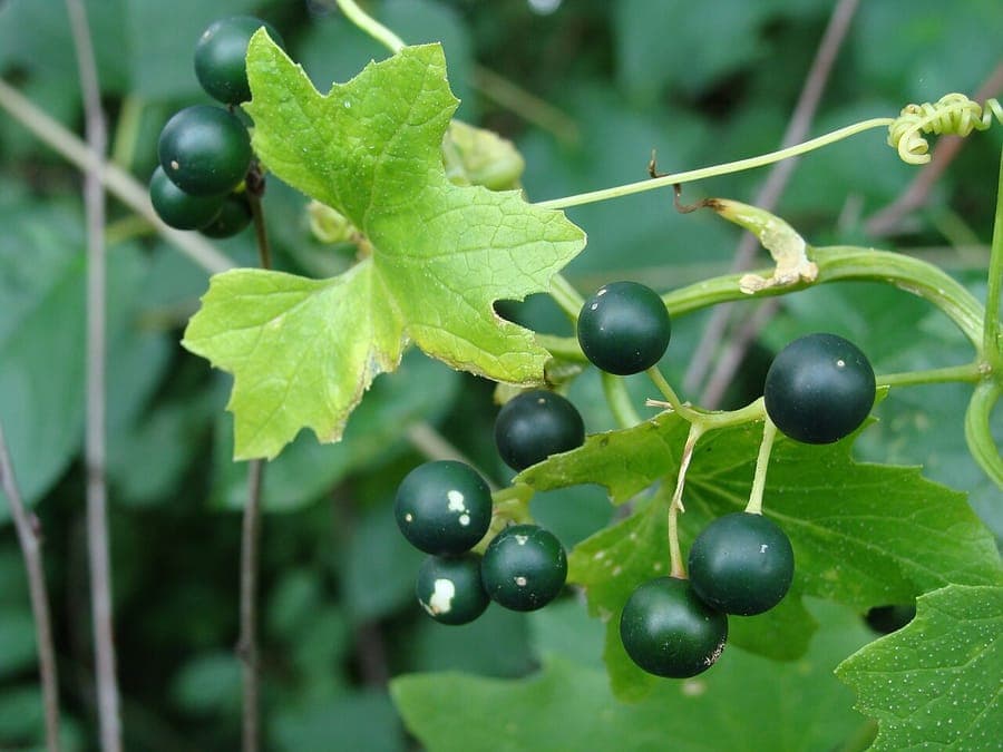 White bryony climbing a wooden trellis in summer with green flowers