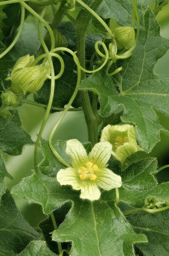 Bryonia cretica in bloei met witte bloemen en groene bladeren