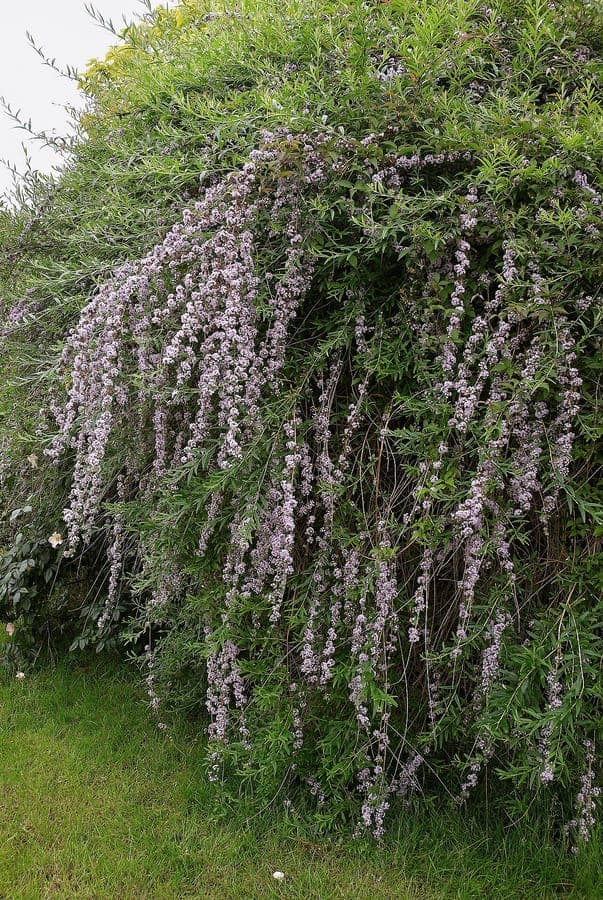 Buddleja alternifolia in full bloom with arching branches covered in purple flowers