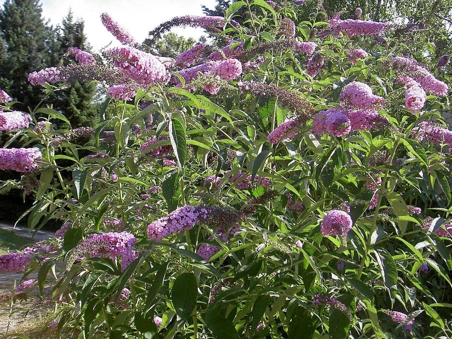Paarse bloemtrossen van de vlinderstruik met vlinders die nectar drinken