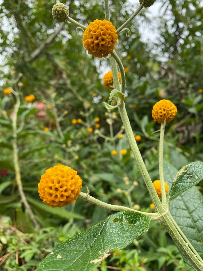 Buddleja globosa with orange globe flowers in a sunny border