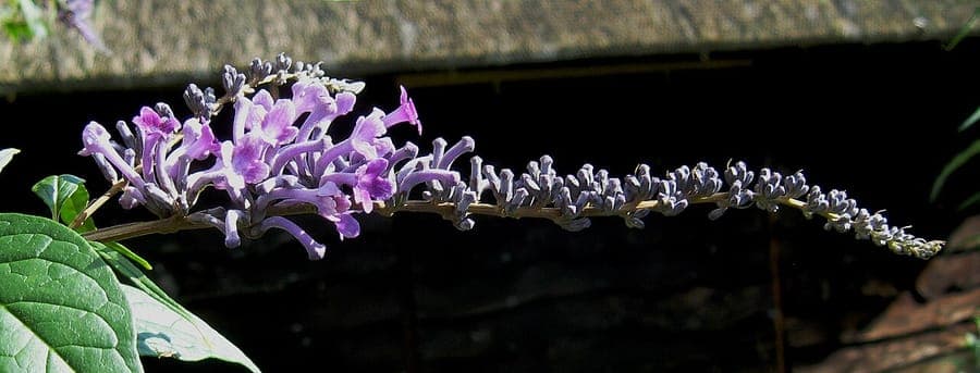 Buddleja lindleyana mit gelben Blutenrispen