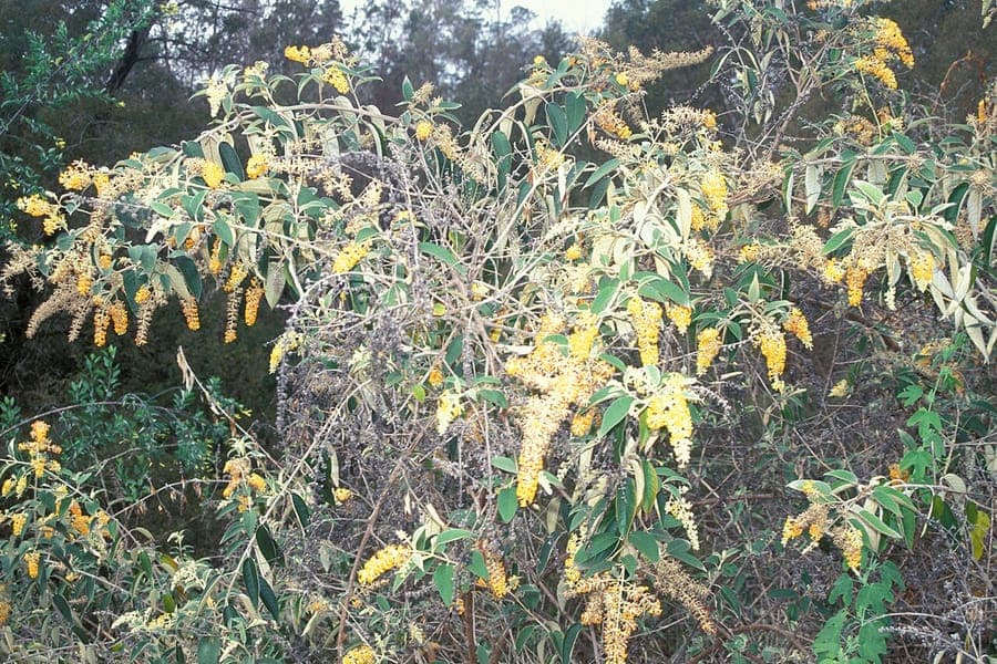 Buddleja madagascariensis met goudgele bloemen in het zonlicht