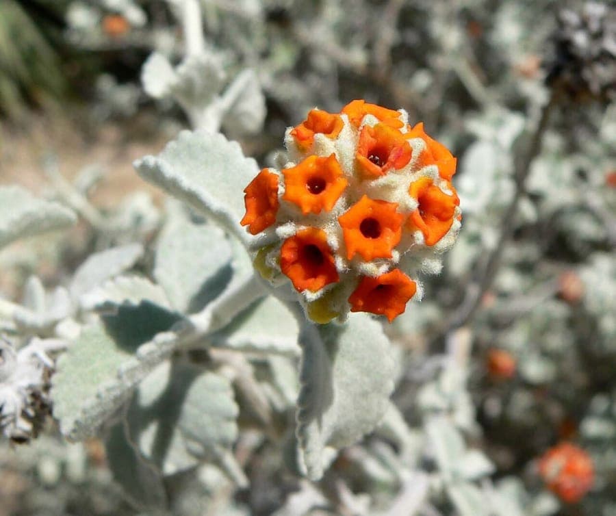 Woolly butterfly-bush flowers