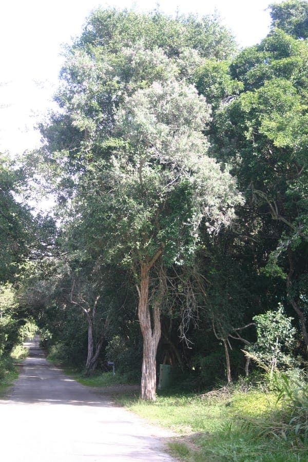 Buddleja saligna with delicate white flowers and green foliage