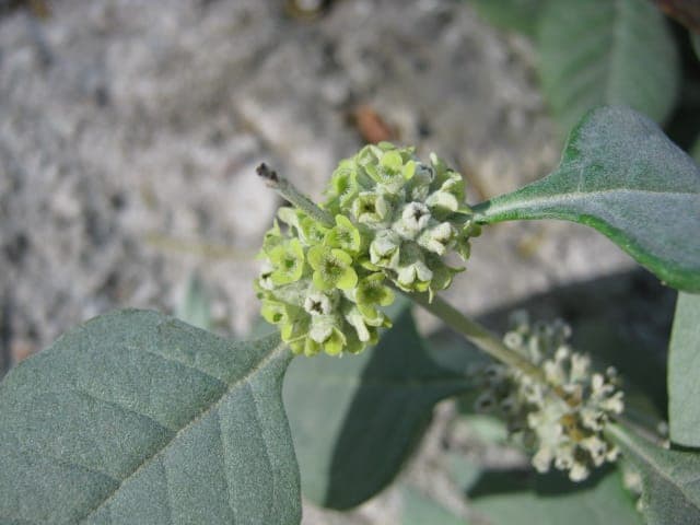 Arbuste Buddleja sessiliflora avec fleurs jaunes et orange