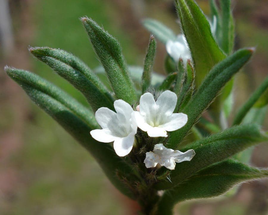 Corn gromwell in full bloom on a sunny meadow bed, with delicate white flowers and rough foliage