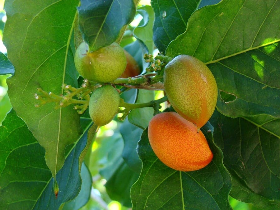 Bunchosia glandulifera - peanut butter fruit shrub with ripe orange-red fruits on the branch