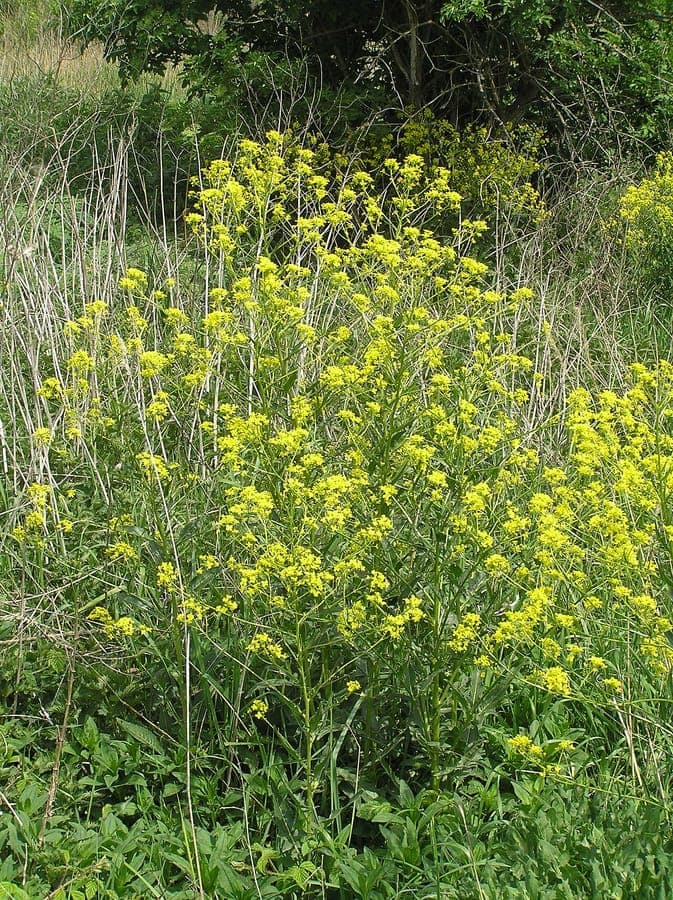 Bunias d'Orient en fleurs jaunes dans une bordure sèche et ensoleillée
