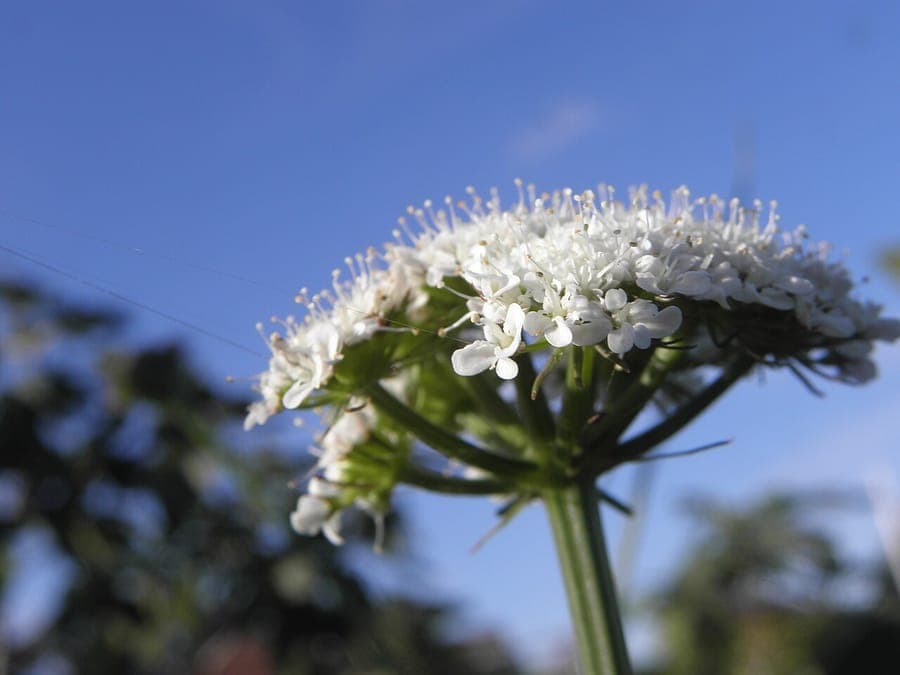 Noix de terre avec feuillage fin et ombelles blanches dans un jardin sec et ensoleillé