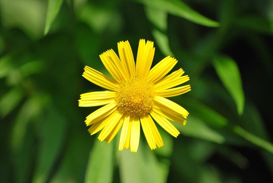 Fleurs jaunes du Buphtalme en pleine floraison dans une bordure ensoleillée