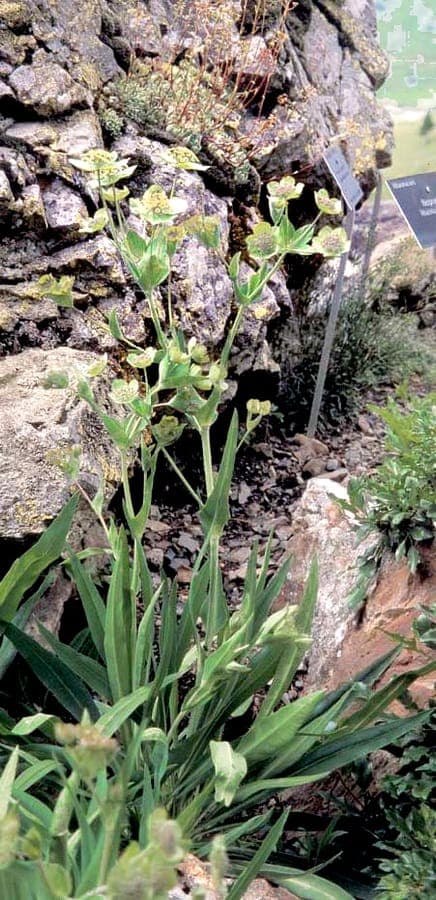 Bupleurum angulosum en fleur avec ses ombelles jaunes et son feuillage bleu-vert