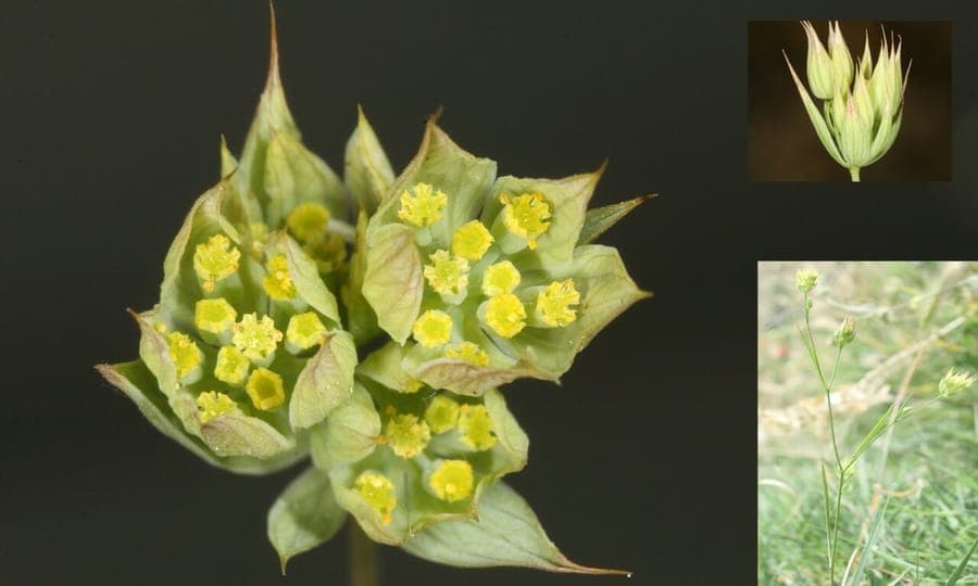 Bupleurum baldense hazenoortje met fijne gele bloempluimen