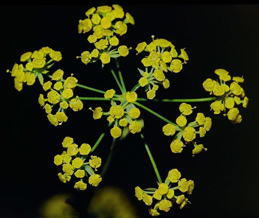 Bupleurum falcatum sickle-leaf hare's-ear flowers and foliage