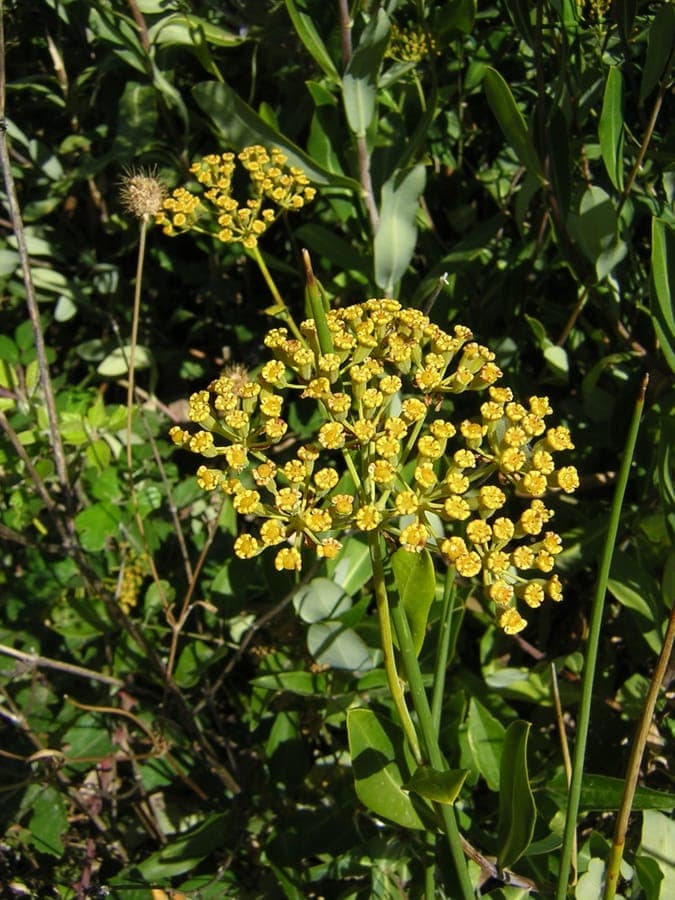Evergreen shrub Bupleurum fruticosum with yellow umbel flowers against blue sky
