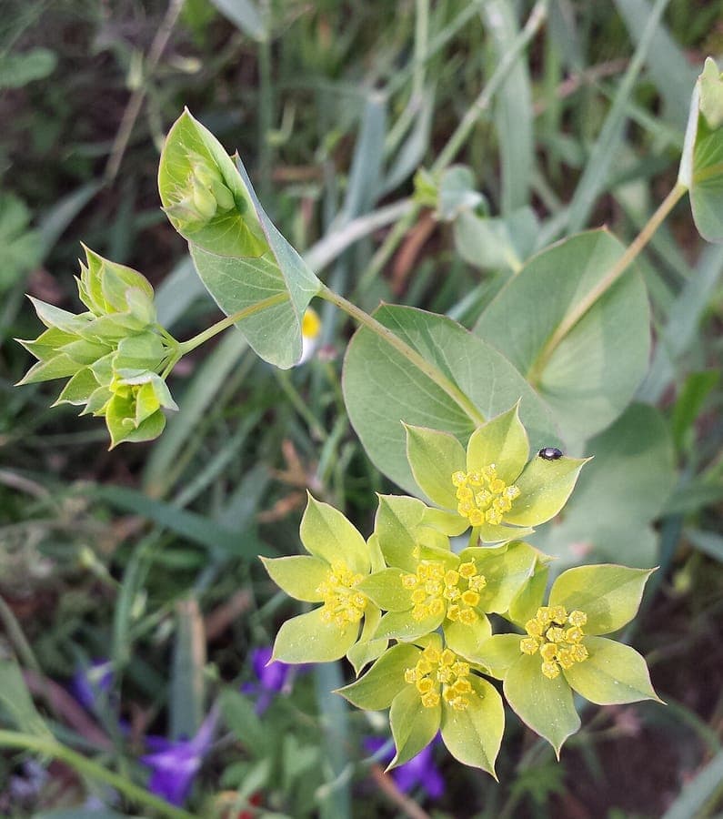 Bupleurum rotundifolium thoroughwax flowers with distinctive foliage