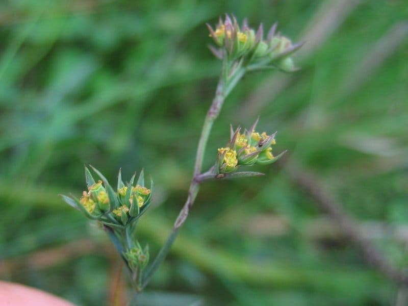 Slender hare's-ear in full bloom in a sunny border with pollinators