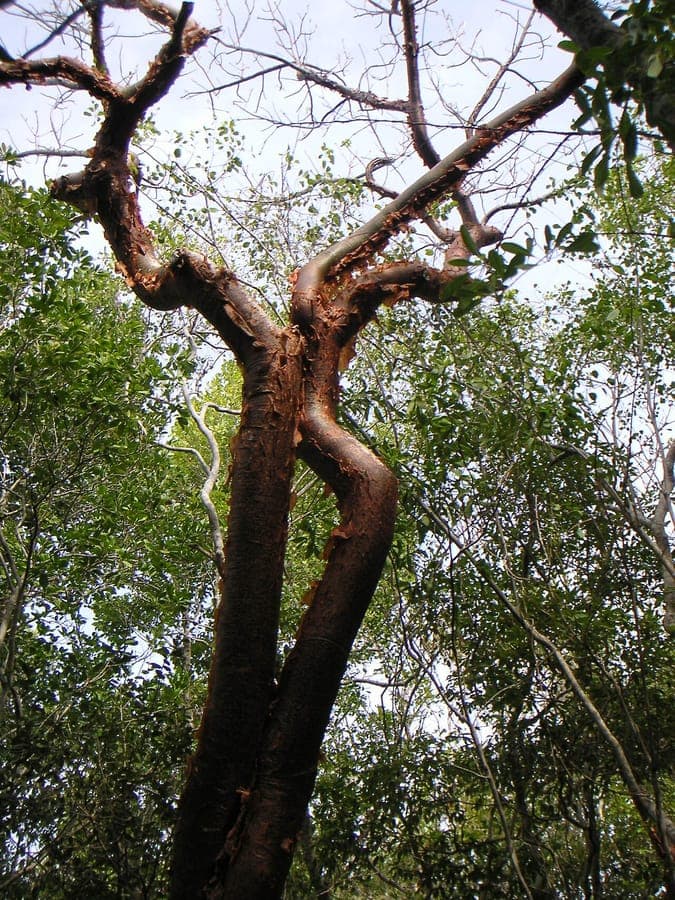 Gumbo-Limbo-Baum mit charakteristischer roter Rinde