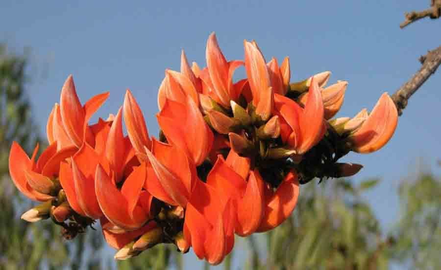 Bengal kino tree (Butea monosperma) flowering tree