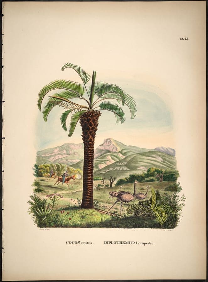 South American jelly palm (Butia capitata) palm tree